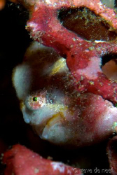 Frogfish in Dauin. This one has changed colors over the l... by Steve De Neef 
